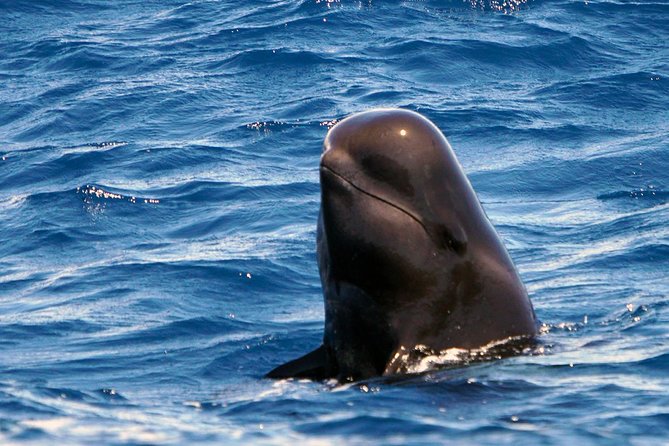 Private 2 hour Whale Watching Tour - Onboard experience: the 8-meter custom boat and the safety briefing
