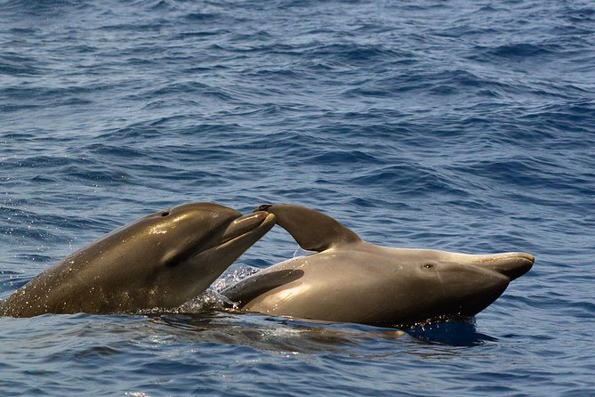 Private 2 hour Whale Watching Tour - The sightings: what species you might encounter in Tenerife waters