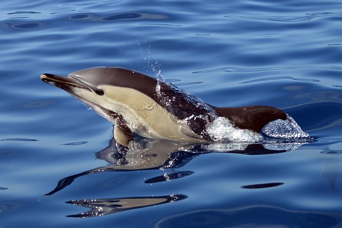Private 2 hour Whale Watching Tour - Photo sharing by email: how it helps you actually enjoy the tour