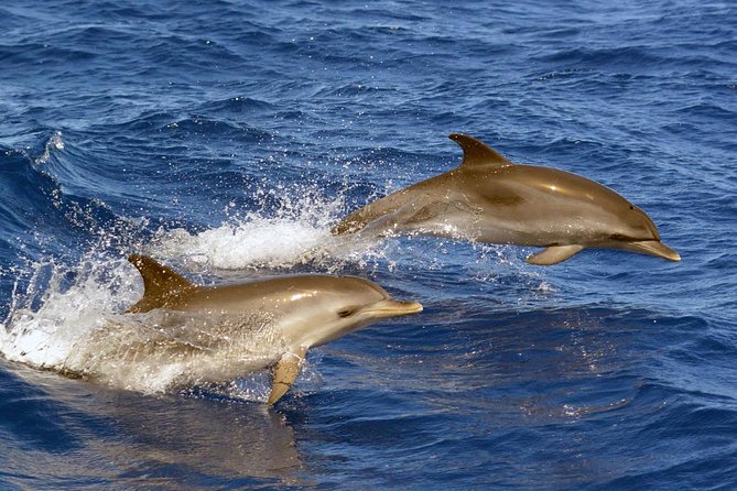 Private 2 hour Whale Watching Tour - Price and value: what you’re paying for (and what you’re not)