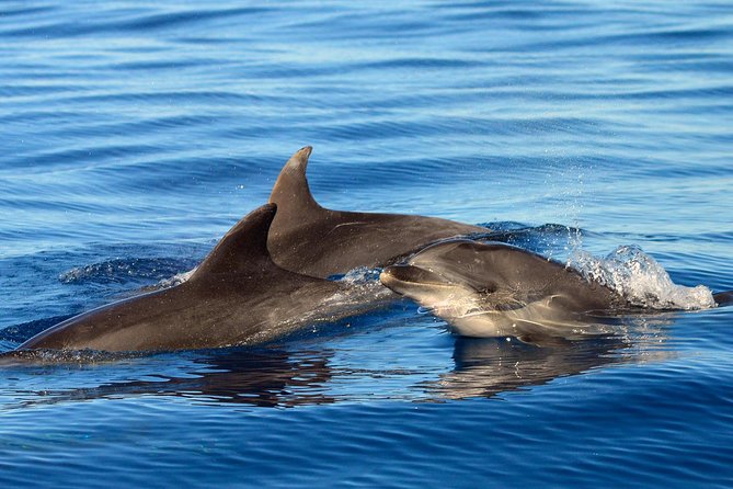 Private 2 hour Whale Watching Tour - The responsible part that actually changes your experience