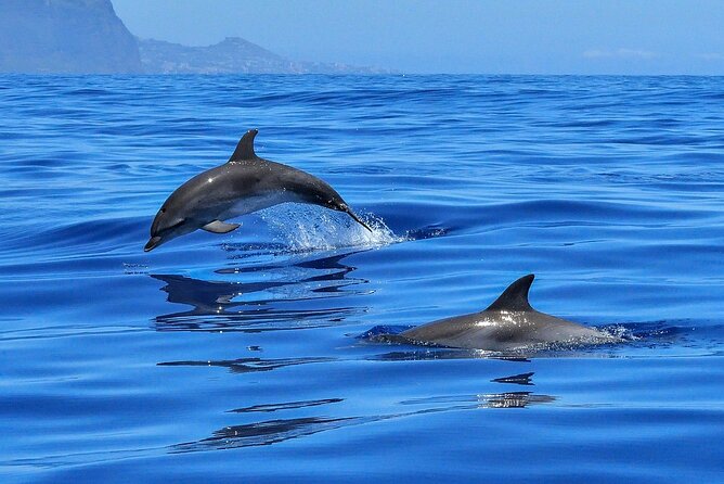 Private boat tour - El Puertito de Armeñime: a shorter lagoon break after the open-ocean time