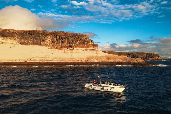 private charter 3 Hours Whale Encounter puerto colon adeje - Getting the most out of your 3-hour outing