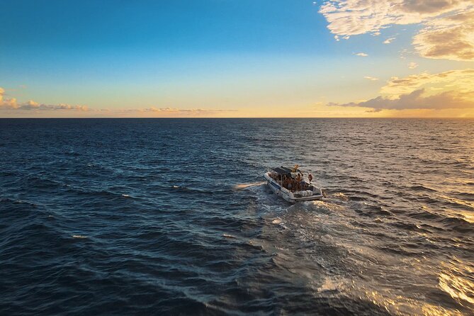 private charter 3 Hours Whale Encounter puerto colon adeje - The whale encounter: pilot whales, dolphins, and the bonus sightings