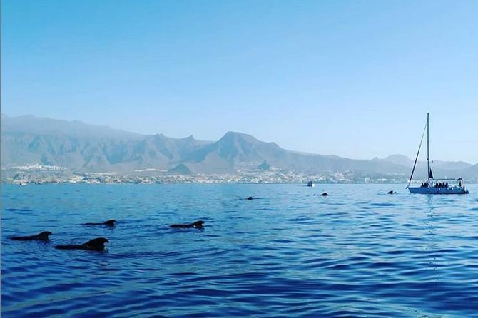 Private Charter in Tenerife south max 7 people - Key things to know before you go