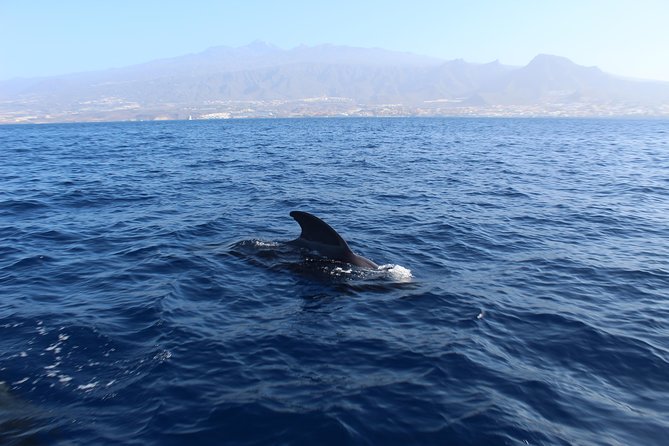 Private Charter in Tenerife south max 7 people - Snorkeling gear plus lunch and snacks: the combo that makes it worth the price