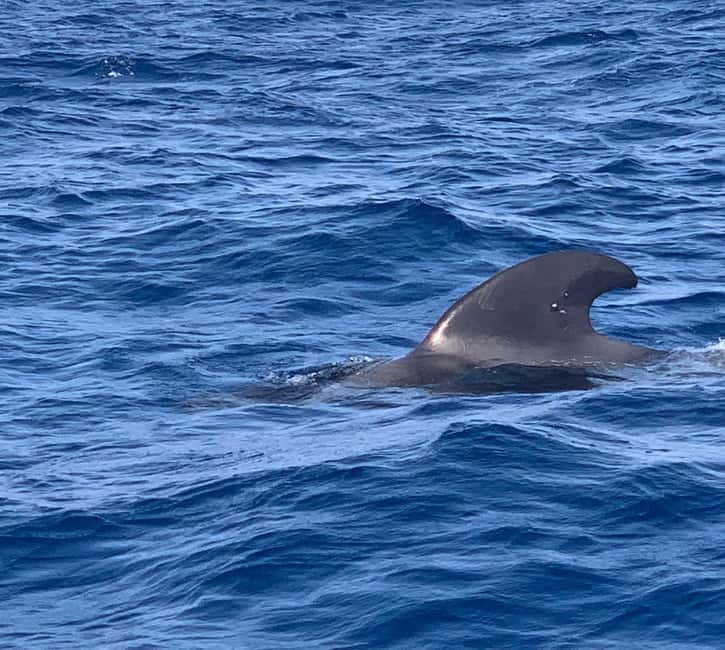 Private Charter Private Charter to see the whales - 3 Hours - Pricing and value: what €380 means for a private boat charter