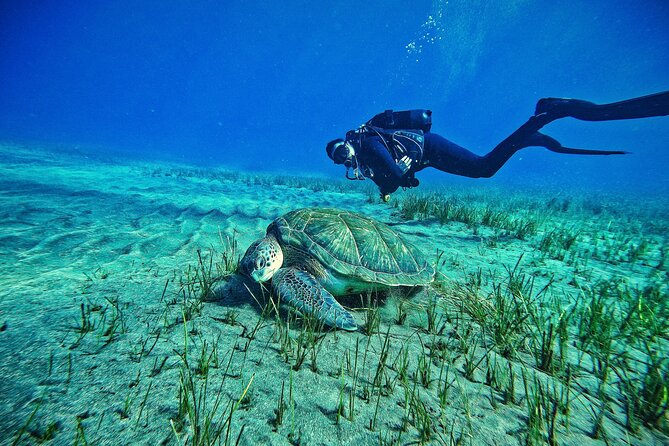 Private Scuba Diving in Tenerife – Certified Instructor & Photos - Key things that make this Tenerife scuba outing worth your time