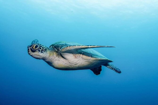 Private Scuba Diving in Tenerife – Certified Instructor & Photos - Who should book this Tenerife experience—and who should pick another option