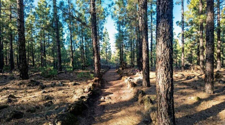 Private Teide & North Tenerife: Volcano, Valleys & Old Towns - Puerto de la Cruz: ocean promenade and café breaks
