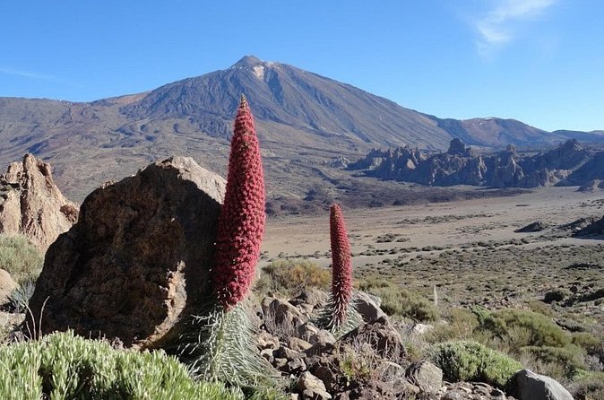 Private VIP Tour Tenerife Magic Circle - El Drago Milenario: the old-tree stop that feels like a reset