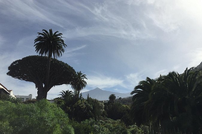 Private VIP Tour Tenerife Magic Circle - El Palmar de Vejer: the drive-through agriculture break