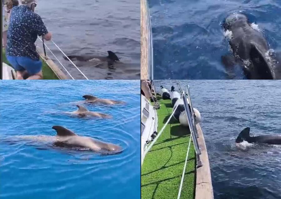 Private Whales & Dolphins Excursion: for you exclusively! - A private yacht search for dolphins and pilot whales in Costa Adeje