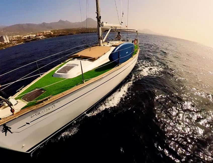 Private Whales & Dolphins Excursion: for you exclusively! - 30 minutes of whale and dolphin watching: what to expect on the water