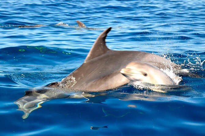 Private Yacht Excursion from Puerto Colon 3 hours - Crew Service That Makes It Feel Truly Private
