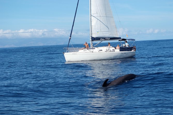 Private Yacht Tour With Whale and Dolphin Watching 33 Foot Boat - Captain-led whale and dolphin watching with sonar listening