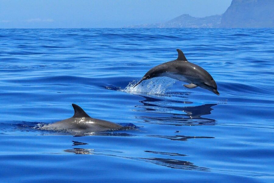 Puerto Colon: Dolphin and Whale Watching Speedboat Cruise - FAQ