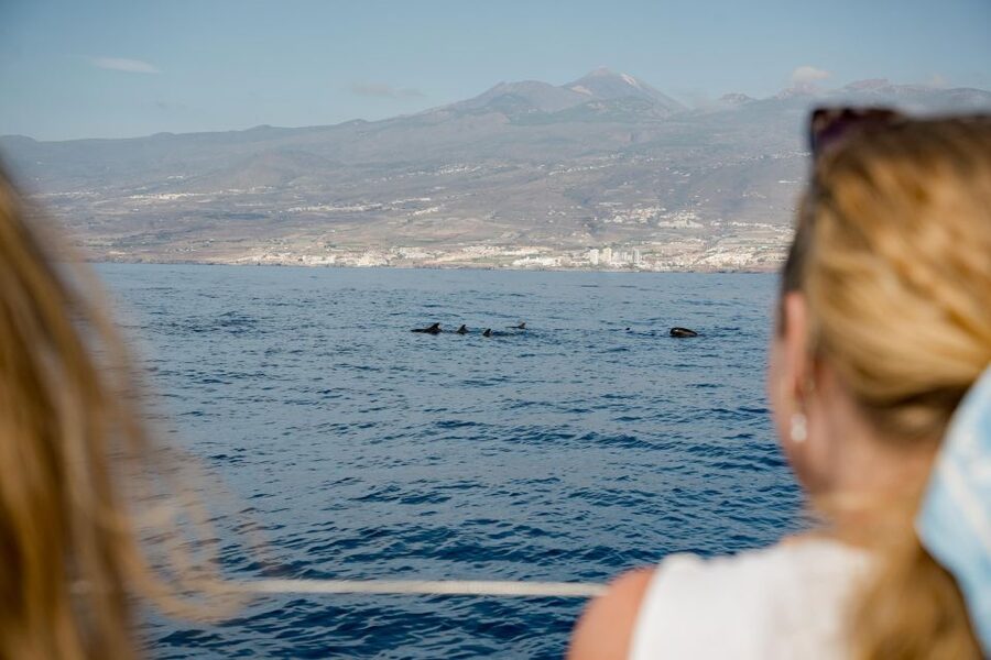 Puerto Colon: Whale and Dolphin Watching Yacht Trip - Pilot Whales and dolphins in Tenerife’s Atlantic waters