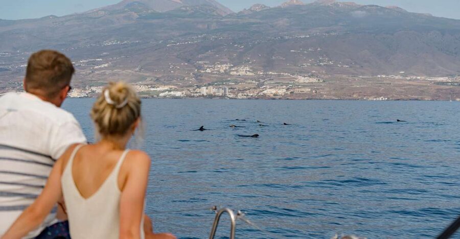 Puerto Colon: Whale and Dolphin Watching Yacht Trip - The wildlife encounter is only half the story