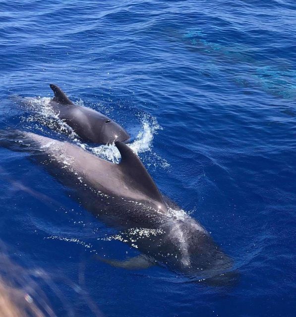 Puerto Colon: Whale and Dolphin Watching Yacht Trip - Puerto Colón to Costa Adeje: the cruise that sets the mood
