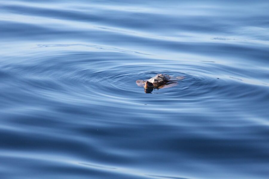 Puerto Colon : Whale & Dolphins Sailing Excursion - Puerto Colón sailing: why this Tenerife whale trip feels different
