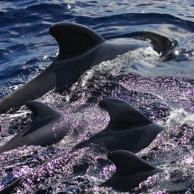 Puerto Colon : Whale & Dolphins Sailing Excursion - Diego Hernández Beach (Hippie Beach): the swim stop that makes the day