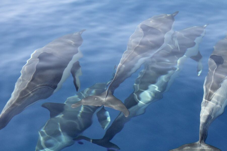 Puerto Colon : Whale & Dolphins Sailing Excursion - Canarian lunch onboard: local flavors with drinks and sweet extras