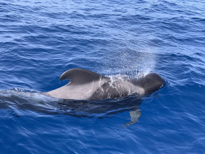 Puerto Colon : Whale & Dolphins Sailing Excursion - Captain Daniel and the small-group advantage