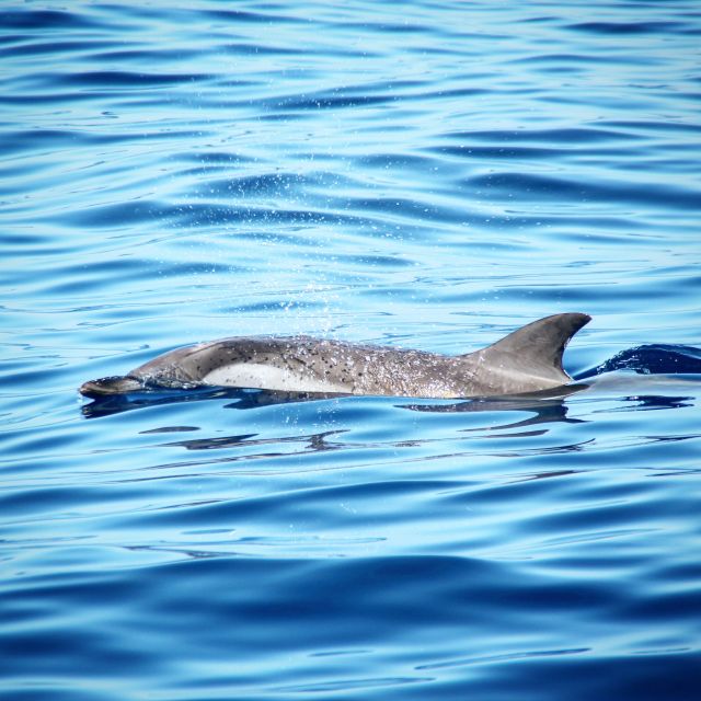 Puerto Colon : Whale & Dolphins Sailing Excursion - Timing choices: 3 hours vs 6 hours and the Los Gigantes bonus