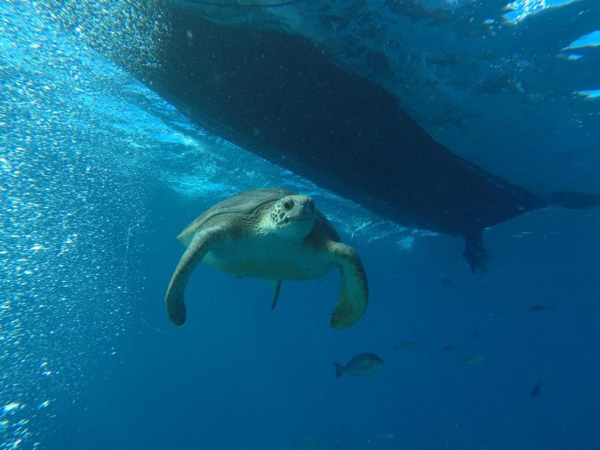Puerto Colon: Whale-Watching Sailing Tour with Meal & a Swim - Key highlights that make this tour worth your time