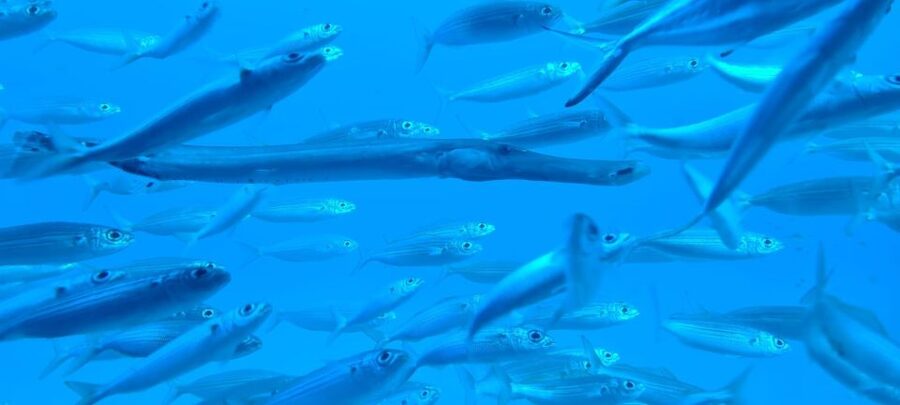 Puerto de la Cruz: Submarine Trip and Beach Stop in Tenerife - Audio guide in 15 languages: making the ride click
