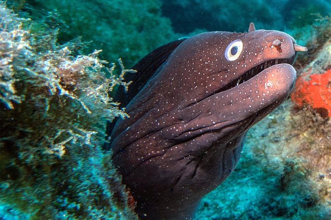 RECREATIONAL DIVE (certified divers only) : Explore Canarian Sealife - Key Highlights Worth Your Attention