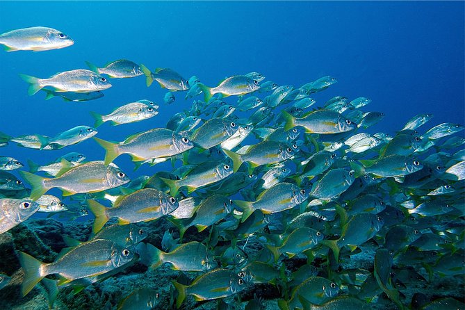 RECREATIONAL DIVE (certified divers only) : Explore Canarian Sealife - The 3-Hour Plan That Usually Feels Unhurried: Two Underwater Stops
