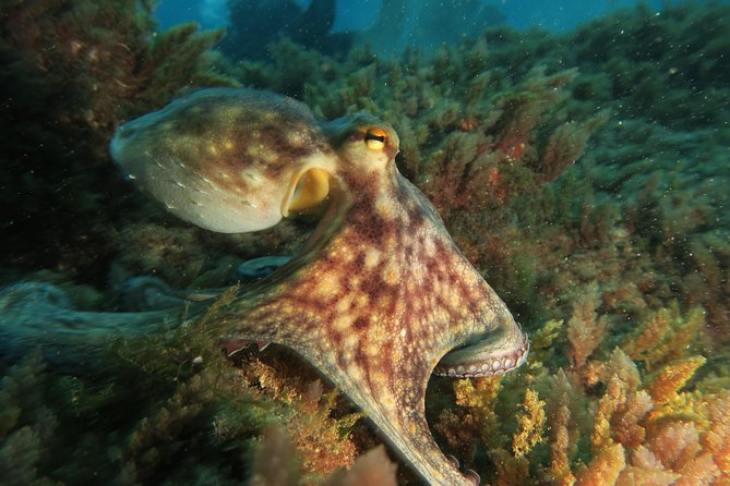 RECREATIONAL DIVE (certified divers only) : Explore Canarian Sealife - What It’s Like to Get There: Las Galletas Meeting Point and Timing