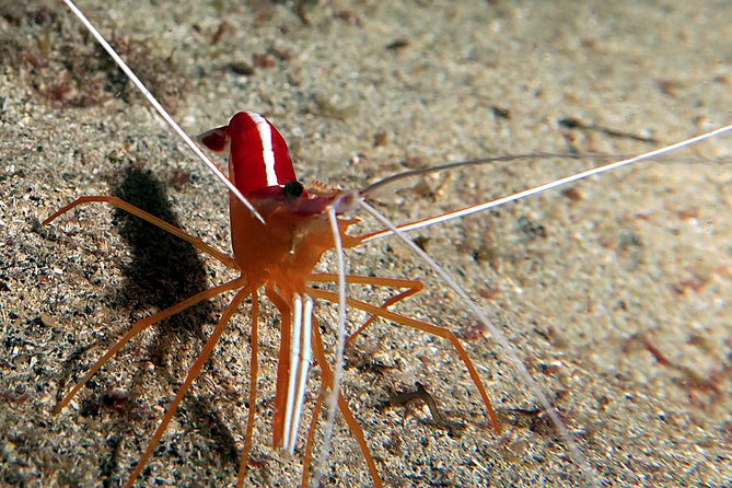 RECREATIONAL DIVE (certified divers only) : Explore Canarian Sealife - What’s Included (and Why Those Add-Ons Matter)