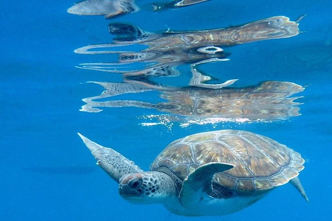 RECREATIONAL DIVE (certified divers only) : Explore Canarian Sealife - Small Groups, Maximum Safety: How the Experience Stays Relaxed