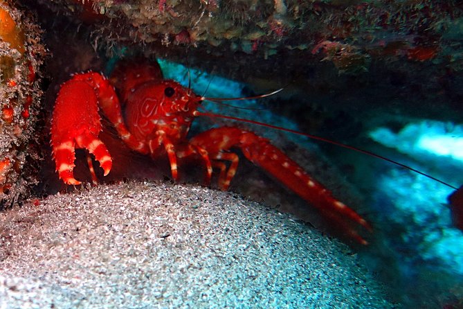 RECREATIONAL DIVE (certified divers only) : Explore Canarian Sealife - Price and What You’re Really Paying For at $114.93