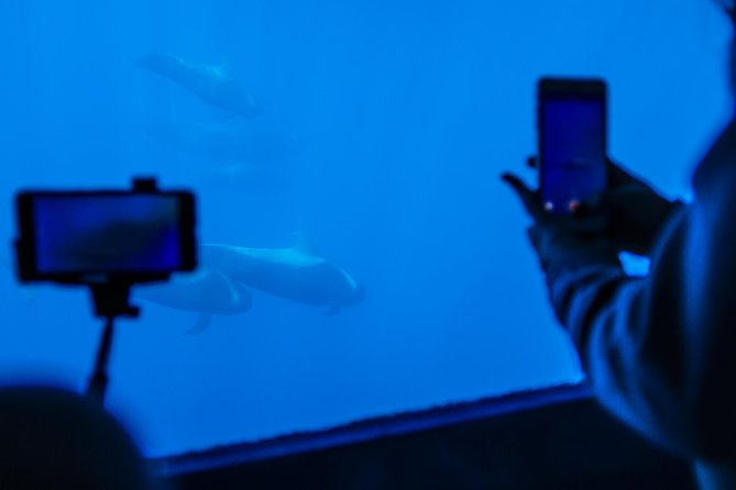 Royal Delfin - 2Hour Sustainable Dolphin & Whale Watching Mini Cruise - Royal Delfin Catamaran: What Makes This Cruise Actually Different