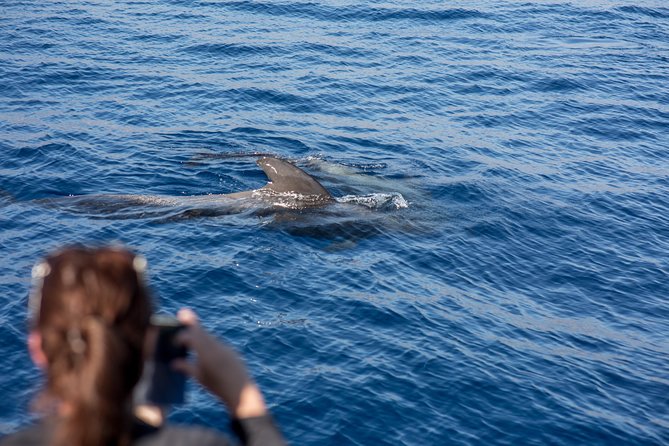 Royal Delfin - 2Hour Sustainable Dolphin & Whale Watching Mini Cruise - On Board: Comfort, Deck Choices, and the Underwater Windows