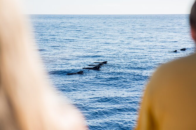 Royal Delfin - 2Hour Sustainable Dolphin & Whale Watching Mini Cruise - Crowds, Duration, and What You’ll Feel During the 2 Hours