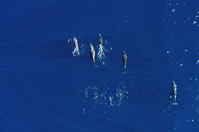 Royal Delfin 3H Dolphin & Whale Watching! Swimming & Lunch! - The 10:30 Departure and Coastal Route to Diego Hernández