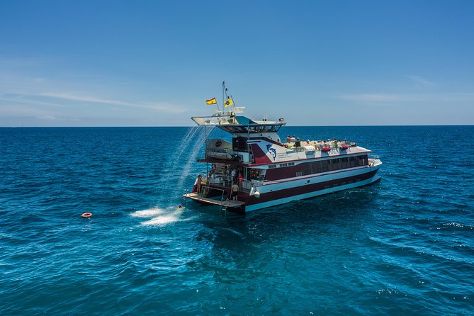 Royal Delfin 3H Dolphin & Whale Watching! Swimming & Lunch! - Who This Tour Suits Best (and Who Should Rethink)