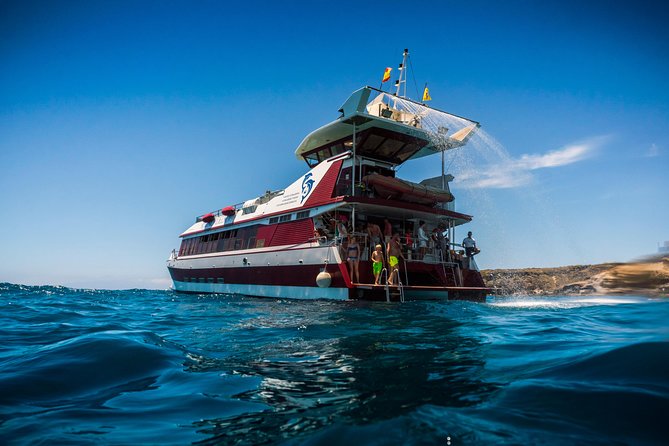 Royal Delfin 3H Dolphin & Whale Watching! Swimming & Lunch! - Wildlife Watching Without the Guesswork Feeling