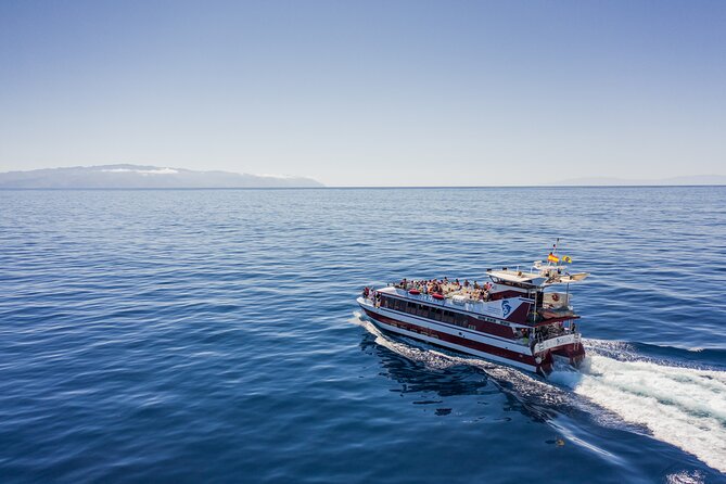 Royal Delfin - 4'5H Dolphin & Whale Watching - Los Gigantes Masca - Lunch & Swim - Underwater glass windows: how to make it count