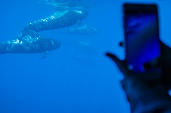 Royal Delfin - 4'5H Dolphin & Whale Watching - Los Gigantes Masca - Lunch & Swim - Masca Bay swim stop: the payoff after the wildlife search
