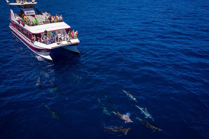 Royal Delfin - 4'5H Dolphin & Whale Watching - Los Gigantes Masca - Lunch & Swim - Wildlife watching: what to expect from dolphins and whales