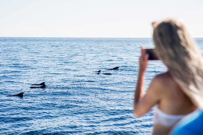Royal Dolphin Whale watching excursion - Why This Catamaran Whale Watch Feels Different From Typical Tours
