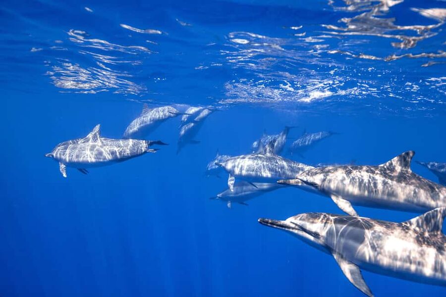 S. Tenerife: 2 Dives for Beginners (Beach + Boat Experience) - Key points at a glance