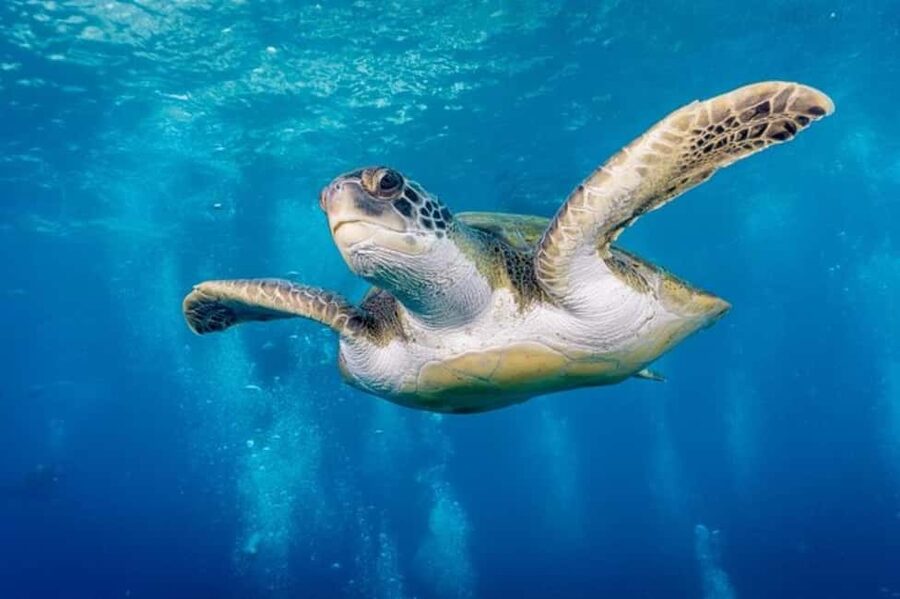 S. Tenerife: 2 Dives for Beginners (Beach + Boat Experience) - Southern Tenerife is a smart classroom for first-timers