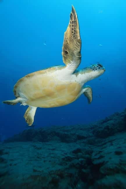 S. Tenerife: 2 Dives for Beginners (Beach + Boat Experience) - Safety briefing in Playa de las Américas: short, serious, and useful